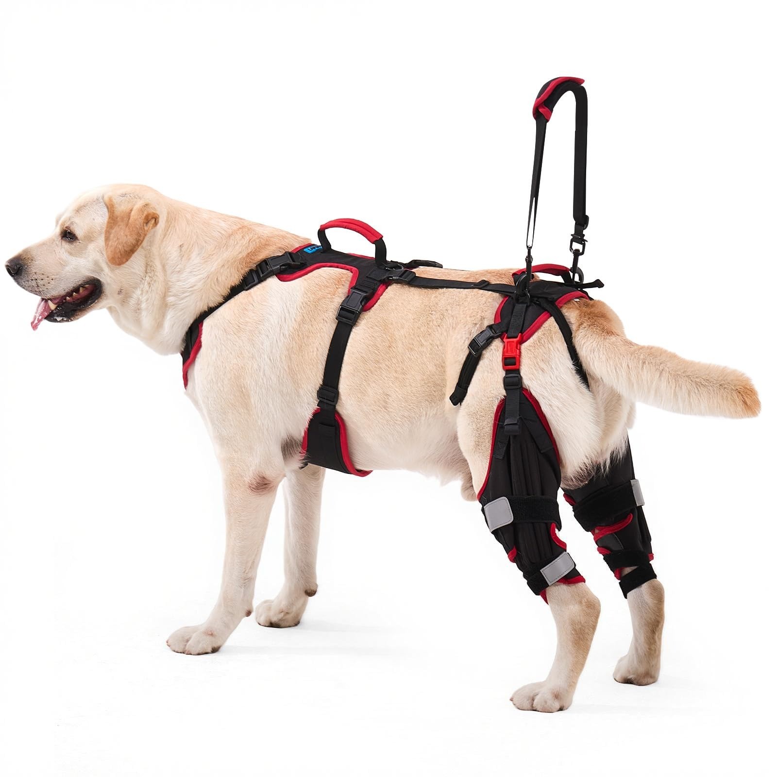 Lafoty “M” Dog Knee Brace for Torn ACL/CCL Hind Legs – Heavy Duty Adj