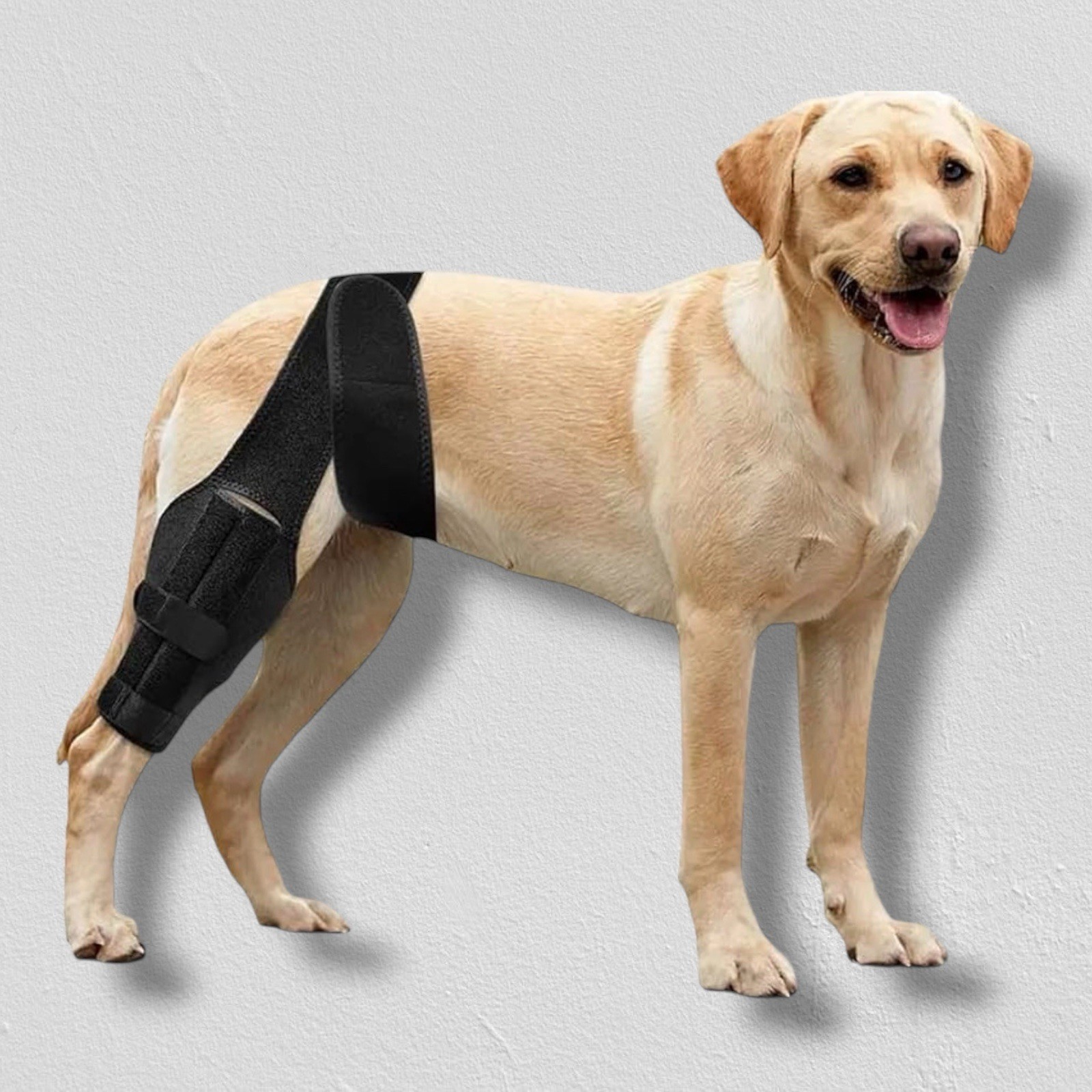 Buddy Brace | Dog Knee Brace – ACL Brace Hind Leg – Dog Hip Brace – Size: M / L