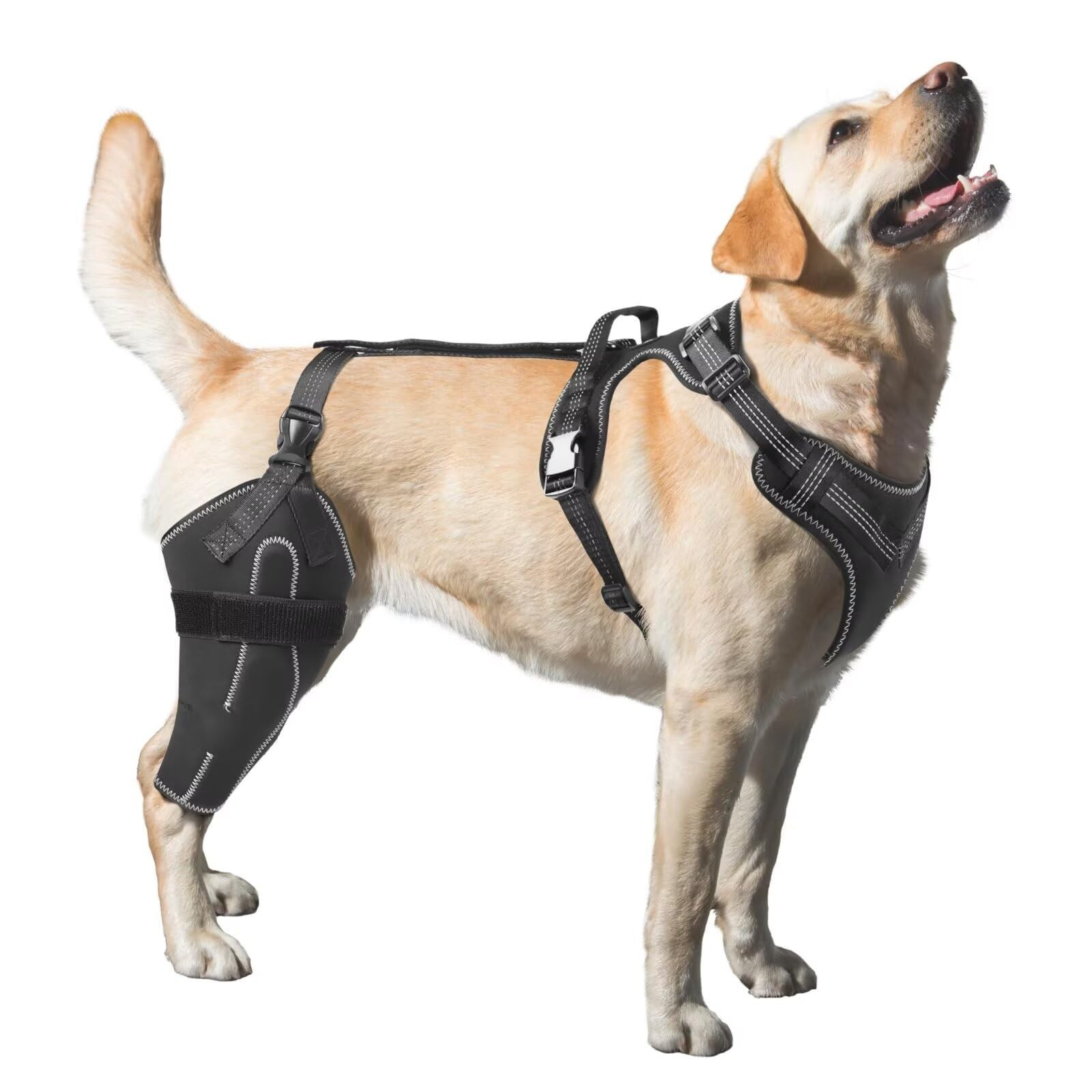 LISPOO- Dog Knee Brace for Torn ACL/CCL Hind RIGHT Leg,Adjustable Support -M