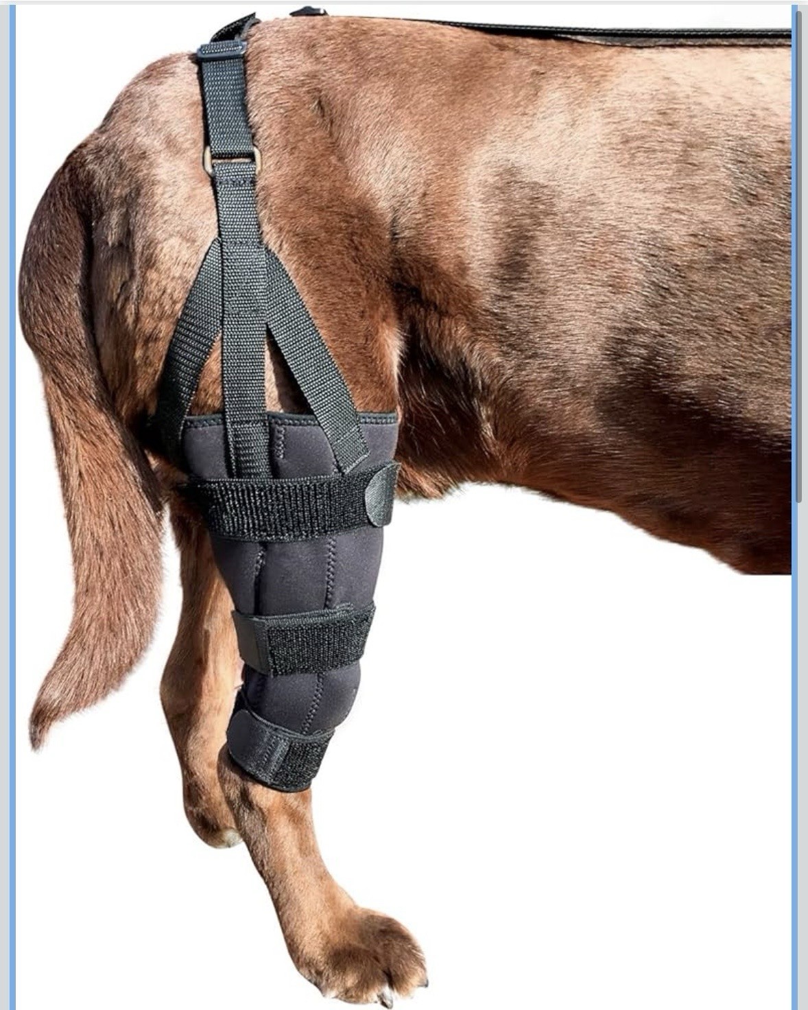 Labra Dog Knee Support Brace for ACL, Ligament Sprains in Hind Leg 50-75 lb Dogs
