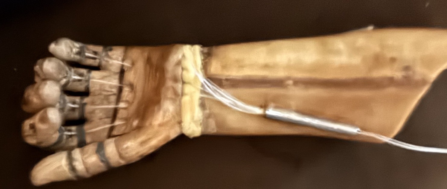 Rare Antique Wooden Prosthetic Hand & Forearm