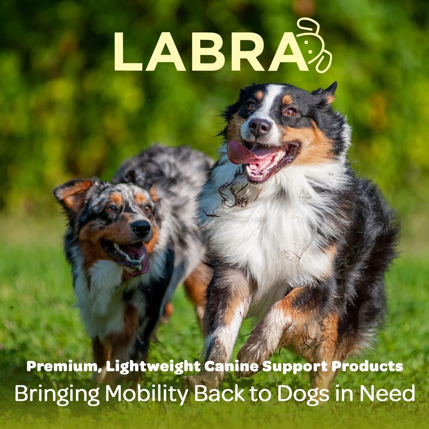 Labra Dog Front Leg Brace, Dog Wrist Brace with Adjustable Straps