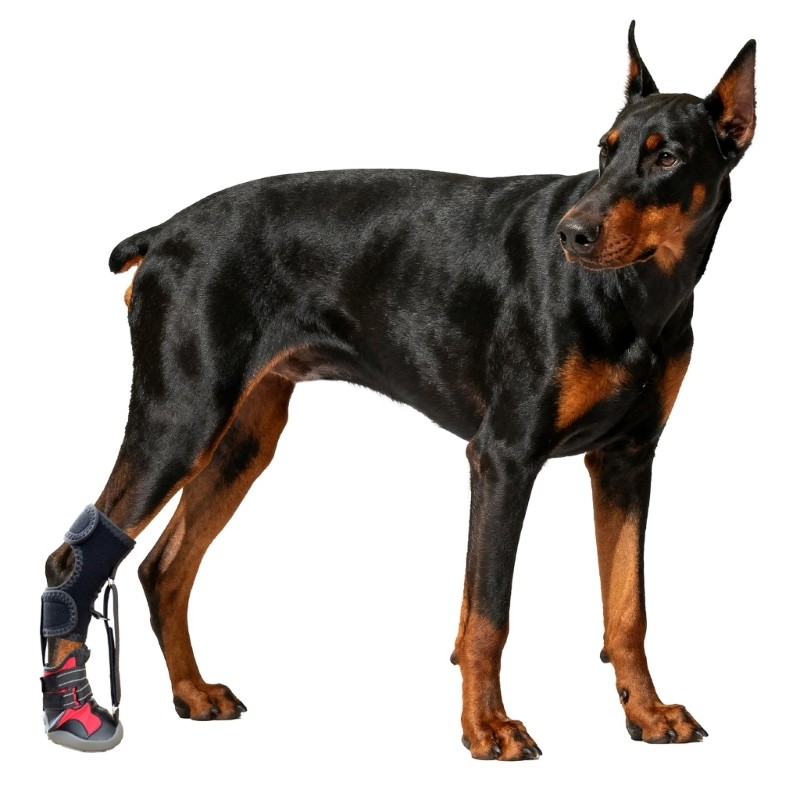Dog Foot Brace with Reel(No Knuckling Boot Brace) for Dogs Dog Shoes