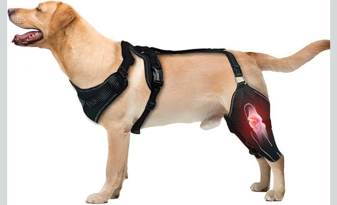 Adjustable Dog Knee Brace for Both Hind Legs – Acl/Ccl Support & Luxating Patell