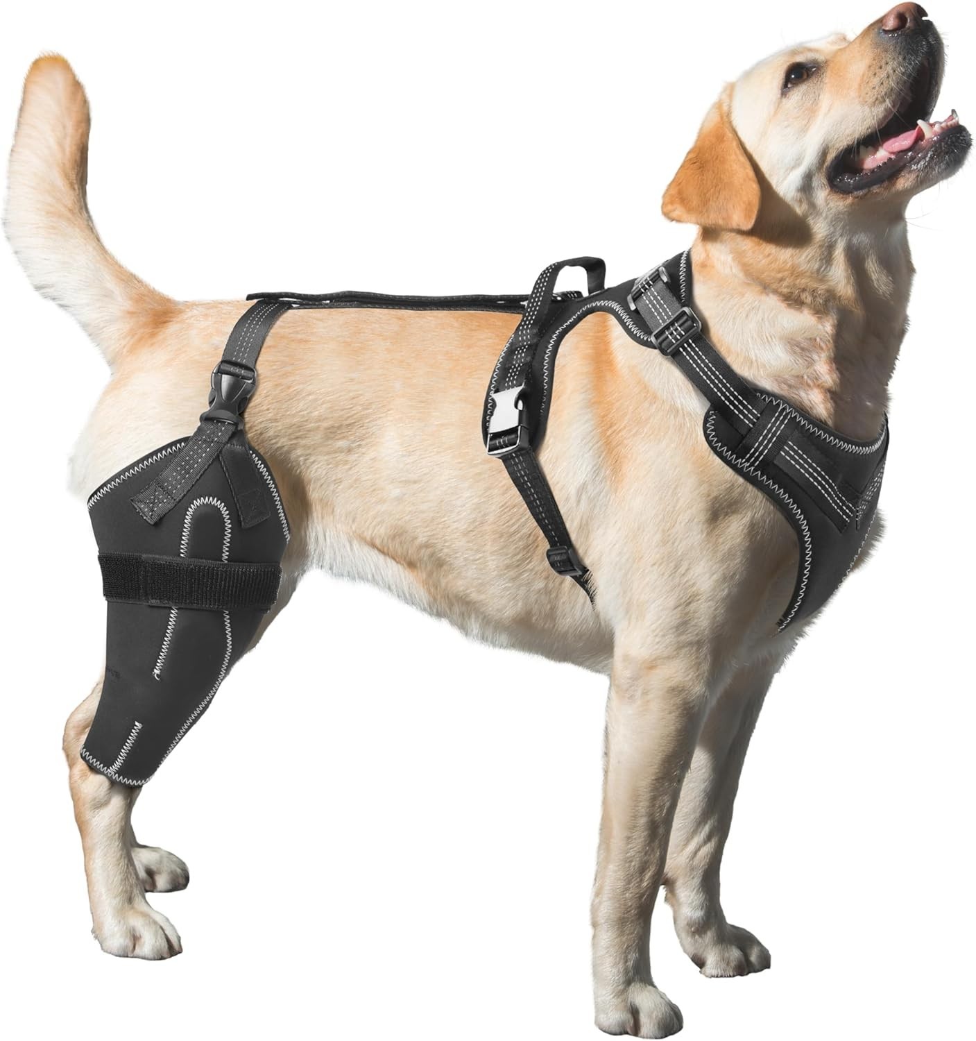 LISPOO Dog Acl Knee Brace Torn Acl Leg Luxating Patella Relieves Joint Pain XL