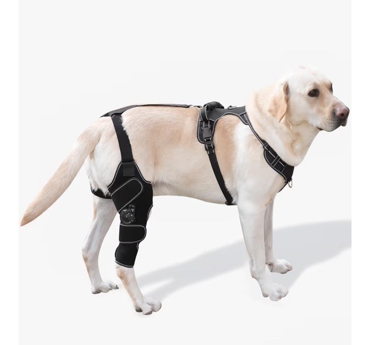 FurWell Dog Knee Brace with Adjustable Support – ACL & CCL Tear Recovery,Right L