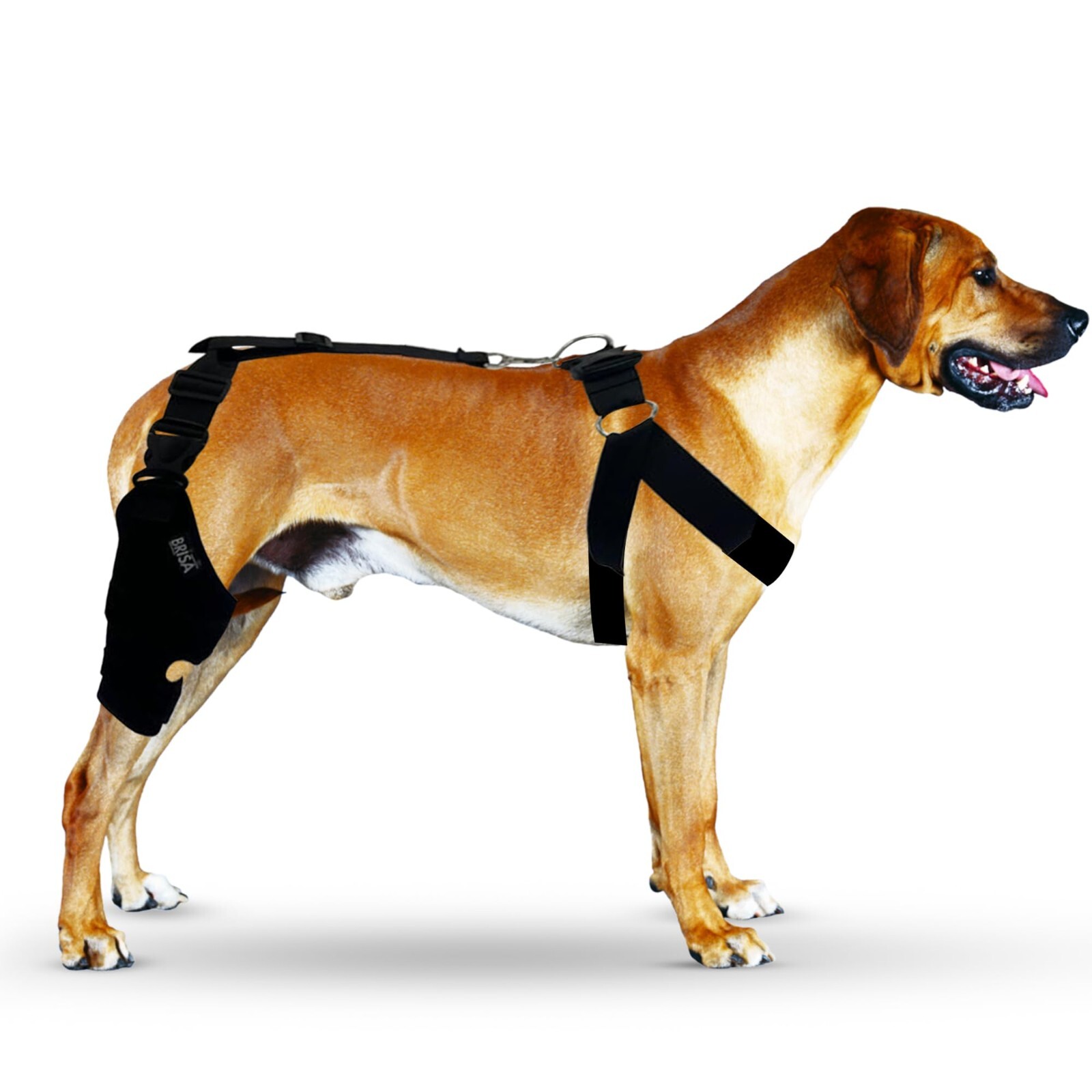 Brisa Creations Dog Knee Brace for Torn ACL Hind Leg | Keeps Joints Warm and Sta