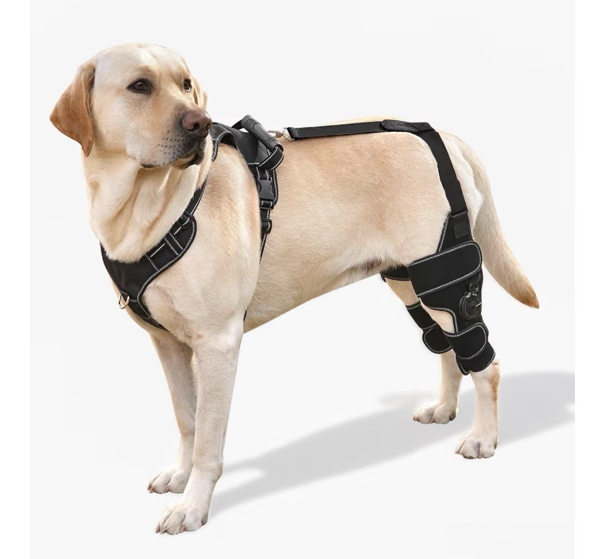 FurWell Dog Knee Brace with Adjustable Support ACL & CCL Tear Recovery Both – M