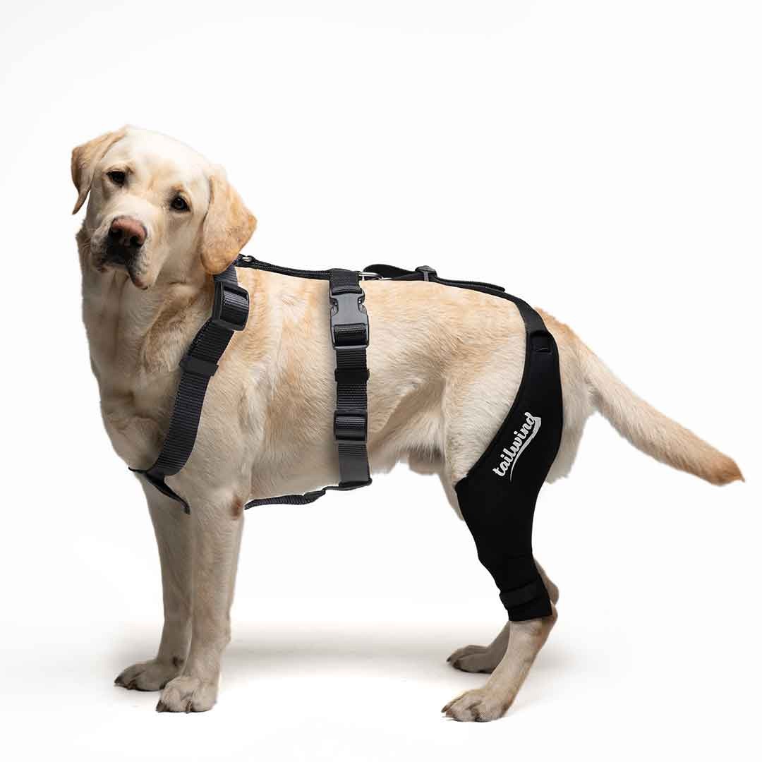 Tailwinds Double Knee Brace for Dogs — Size Medium