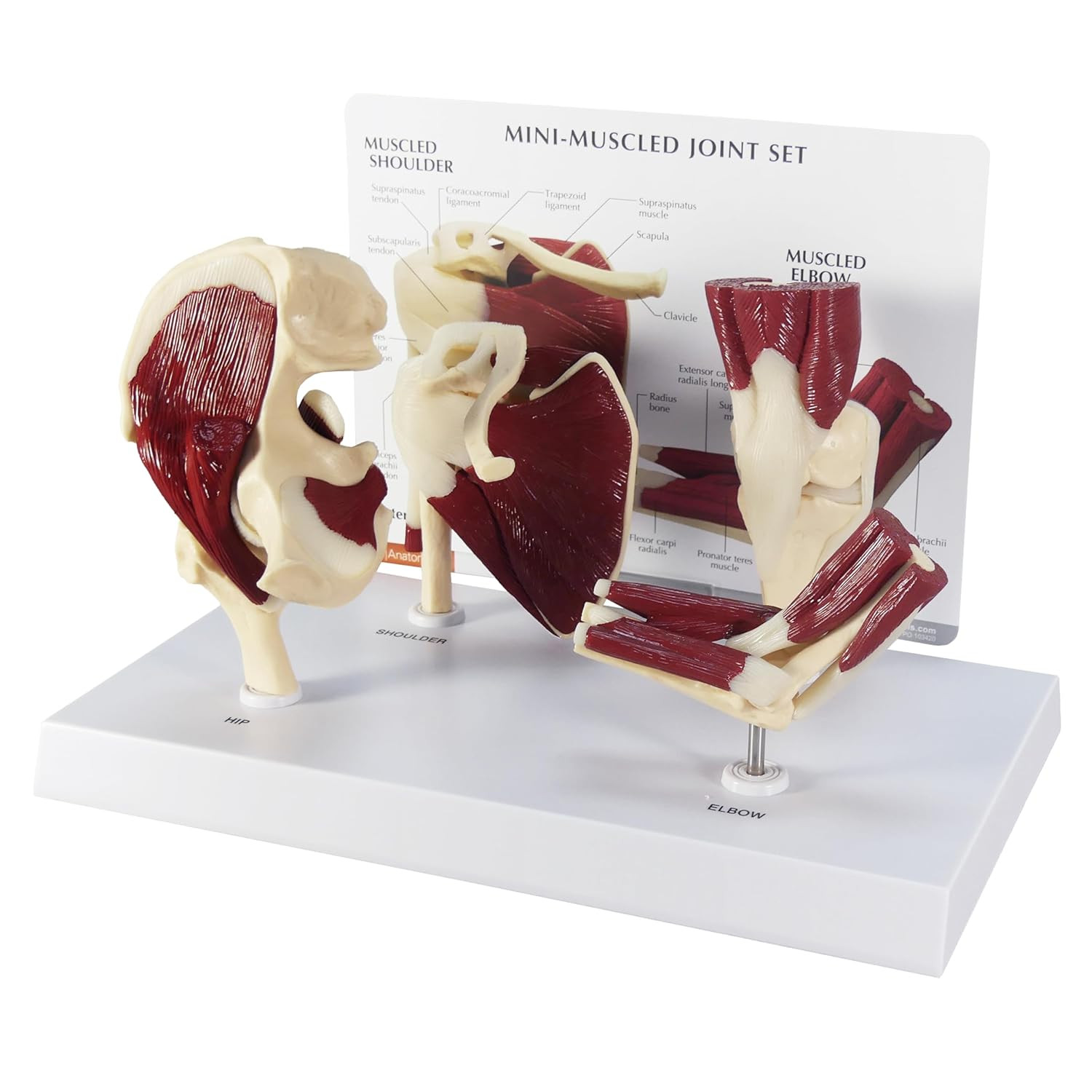 GPI Anatomicals – Mini-Muscled Joint Model Set, Hip, Shoulder, Knee, and Elbow J