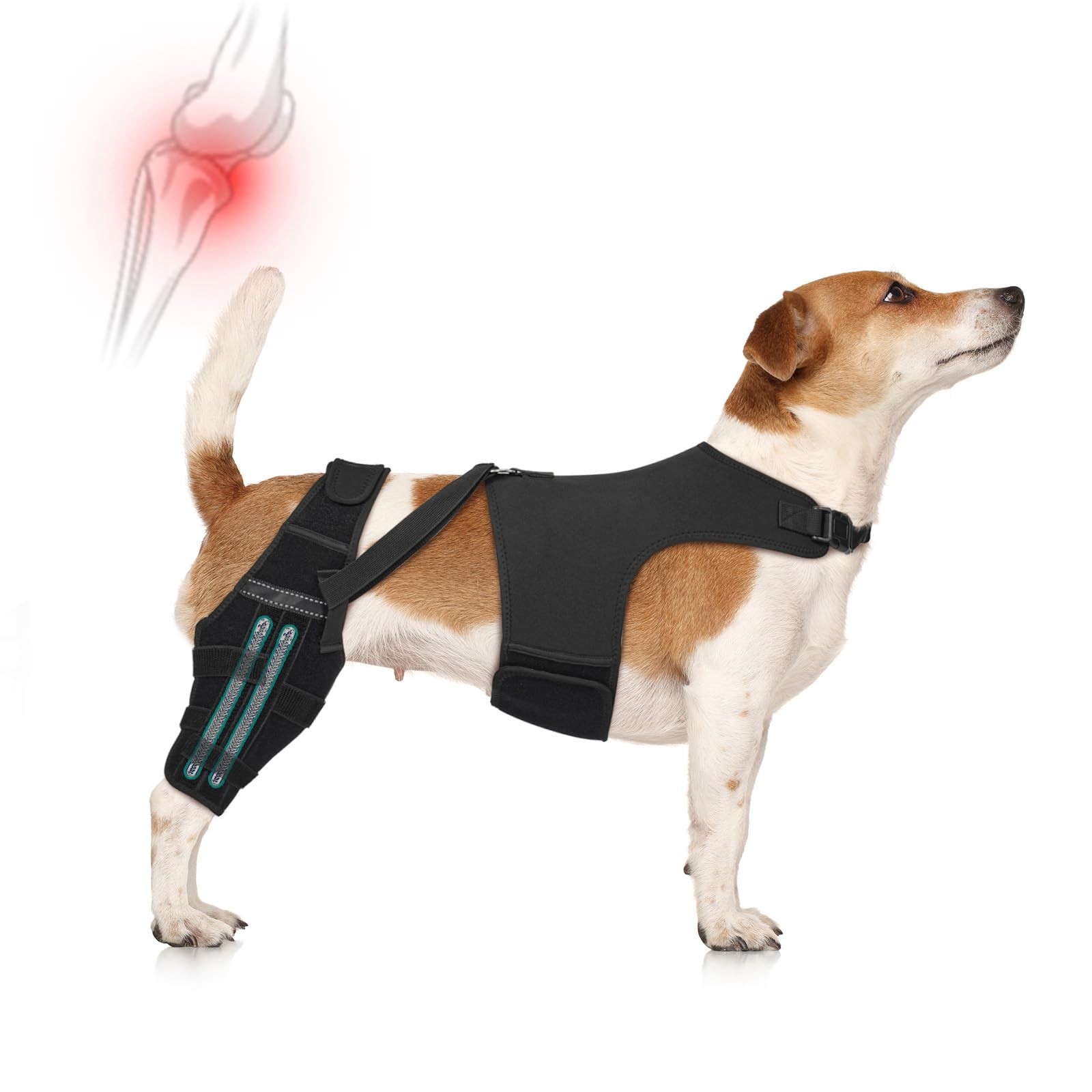 Dog Knee Braces for Torn ACL Hind Leg, Adjustable Joint Brace Non-Slip | Doub…