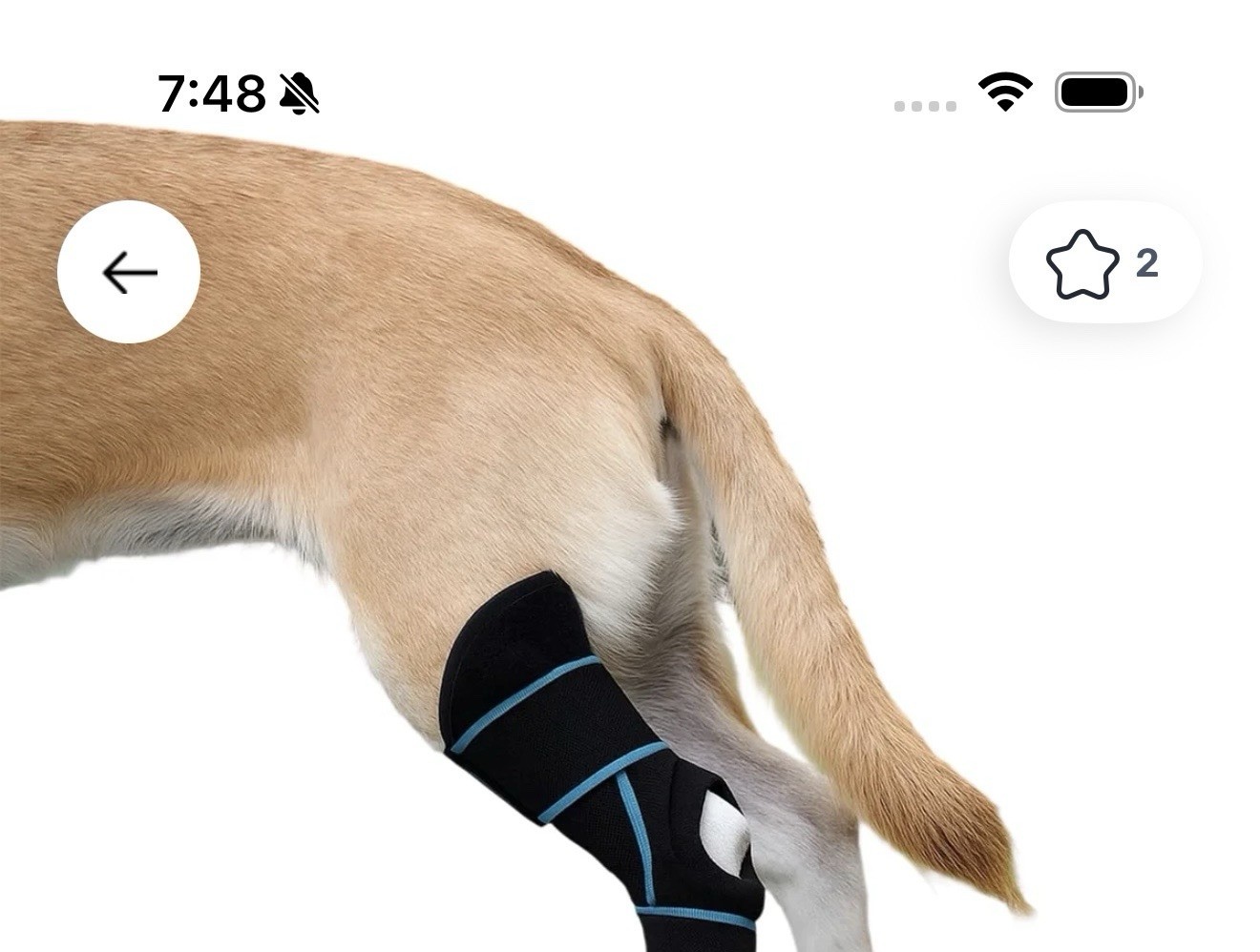 Dog Leg Brace for Back Leg Canine Hock Brace for Rear Legs (Medium)