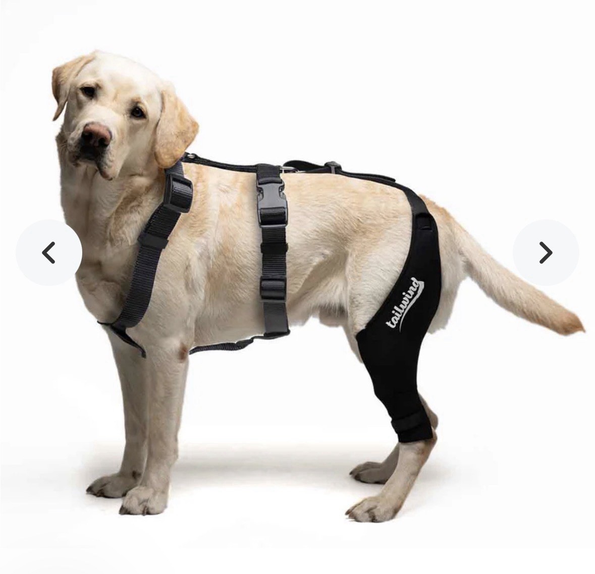 Tailwinds Double Knee Brace for Dogs – Cruciate Support & Pain Relief