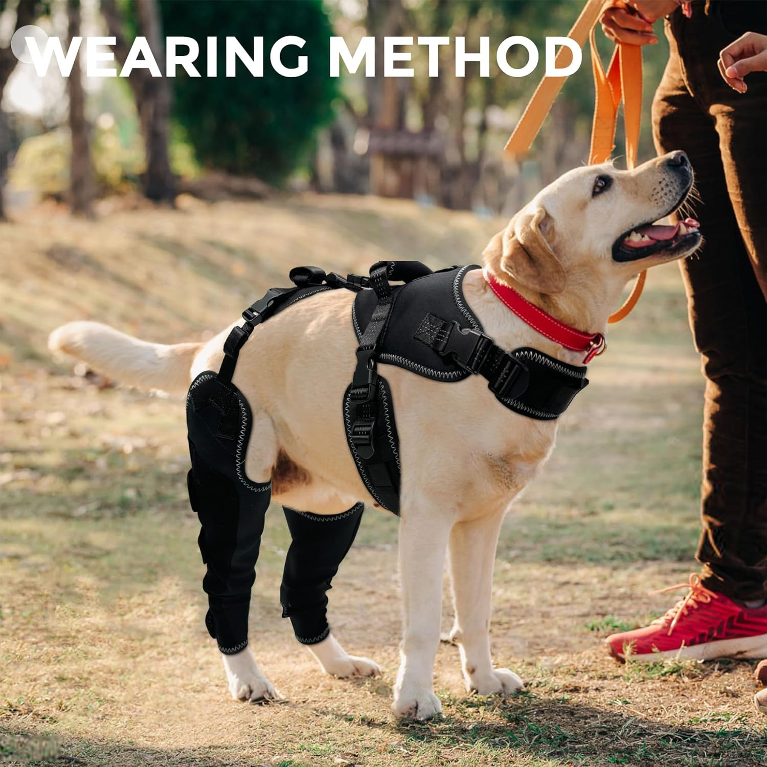 Dog ACL Knee Brace for Arthritis & Patellar Luxation – Hind Leg Support