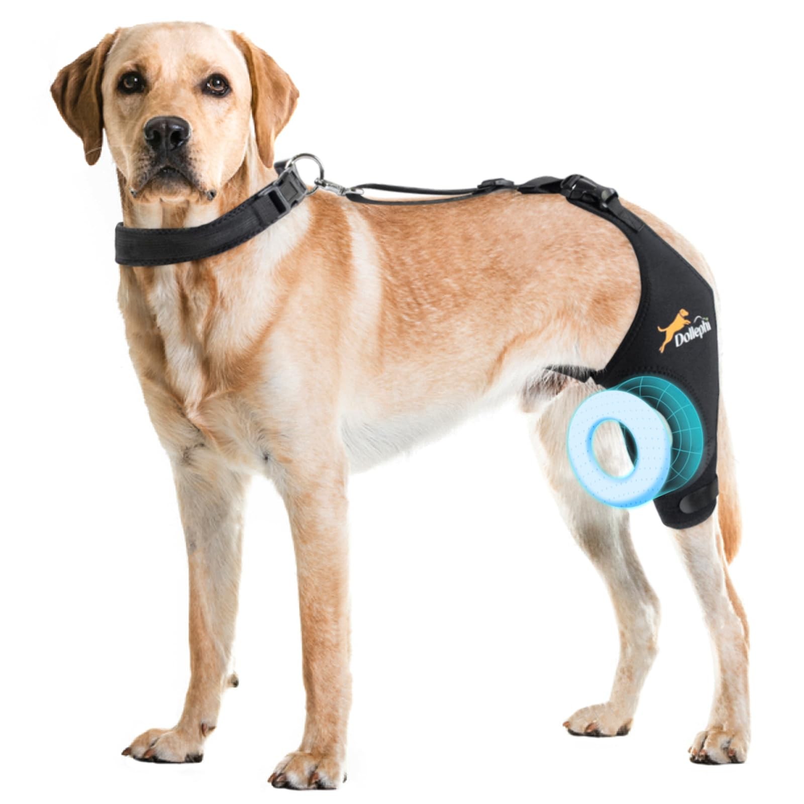 Dollephi Dog Knee Brace for Torn ACL Hind Leg, Patent Pending(Left Leg,S) | S…