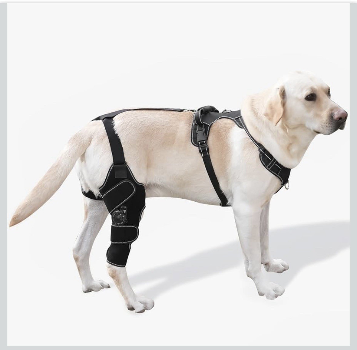 Furwell Dog Knee Brace with Adjustable Support – ACL & CCL Tear Recovery