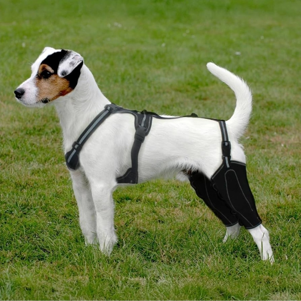 Adjustable Dog Knee Brace for Both Hind Legs – Acl/Ccl Support & Luxating Patell