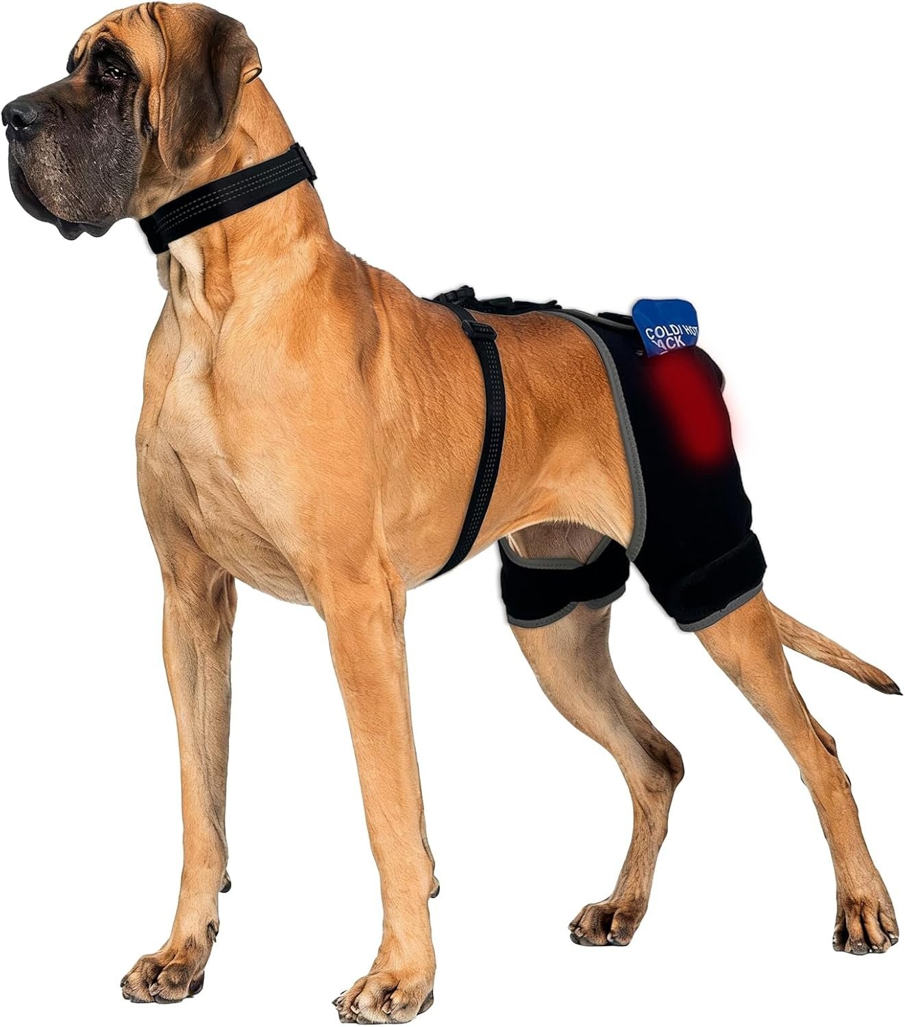 Hip Brace for Dogs with Hot & Cold Therapy, 2 Gel Packs Included-XL | Quick-swap