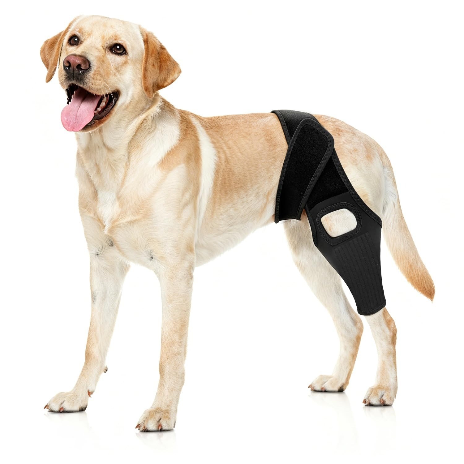orme Dog Knee Brace Torn ACL, Leg Post-Surgery Recovery, Arthritis Large