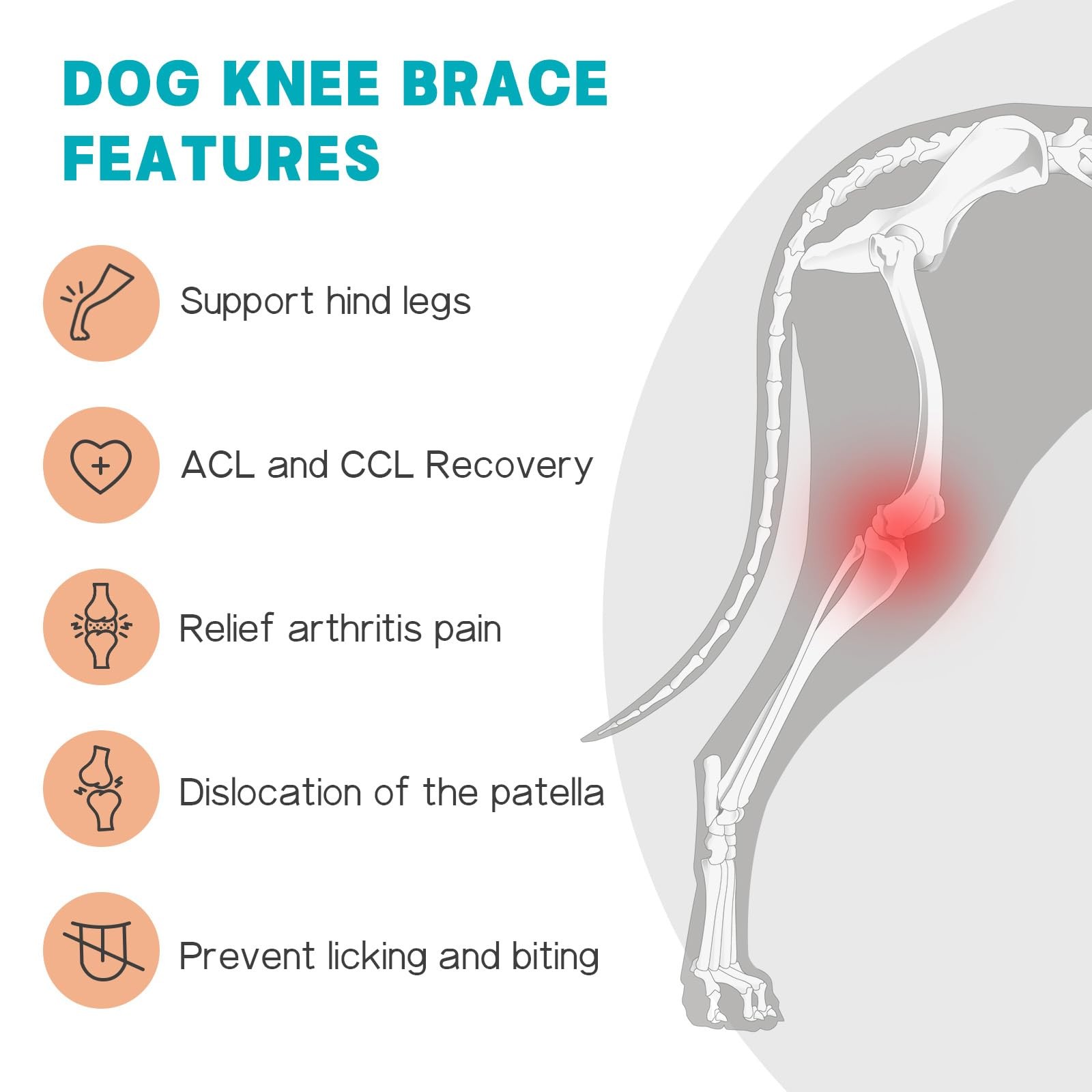 Dog Knee Brace for Torn ACL Hind Leg Adjustable with 2 Stabilizers Support | …