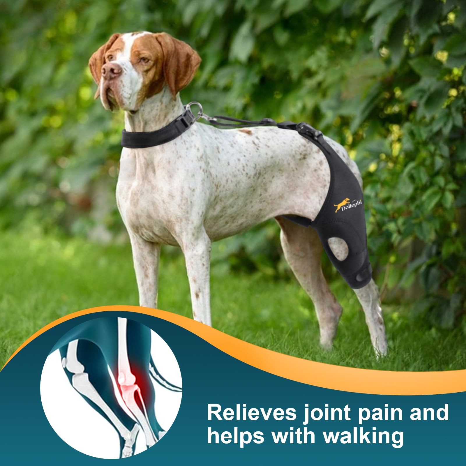 Dollephi Dog Knee Brace for Torn ACL Hind Leg, Patent Pending(Left Leg,S) | S…