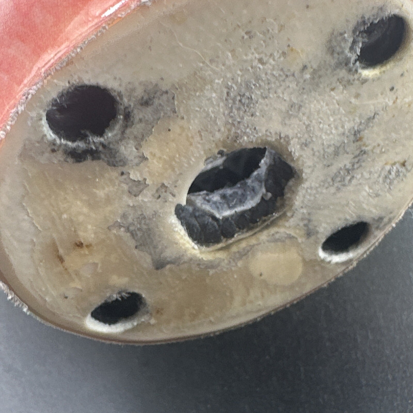 Right Below Knee Prosthetic Socket. Not For Medical Use