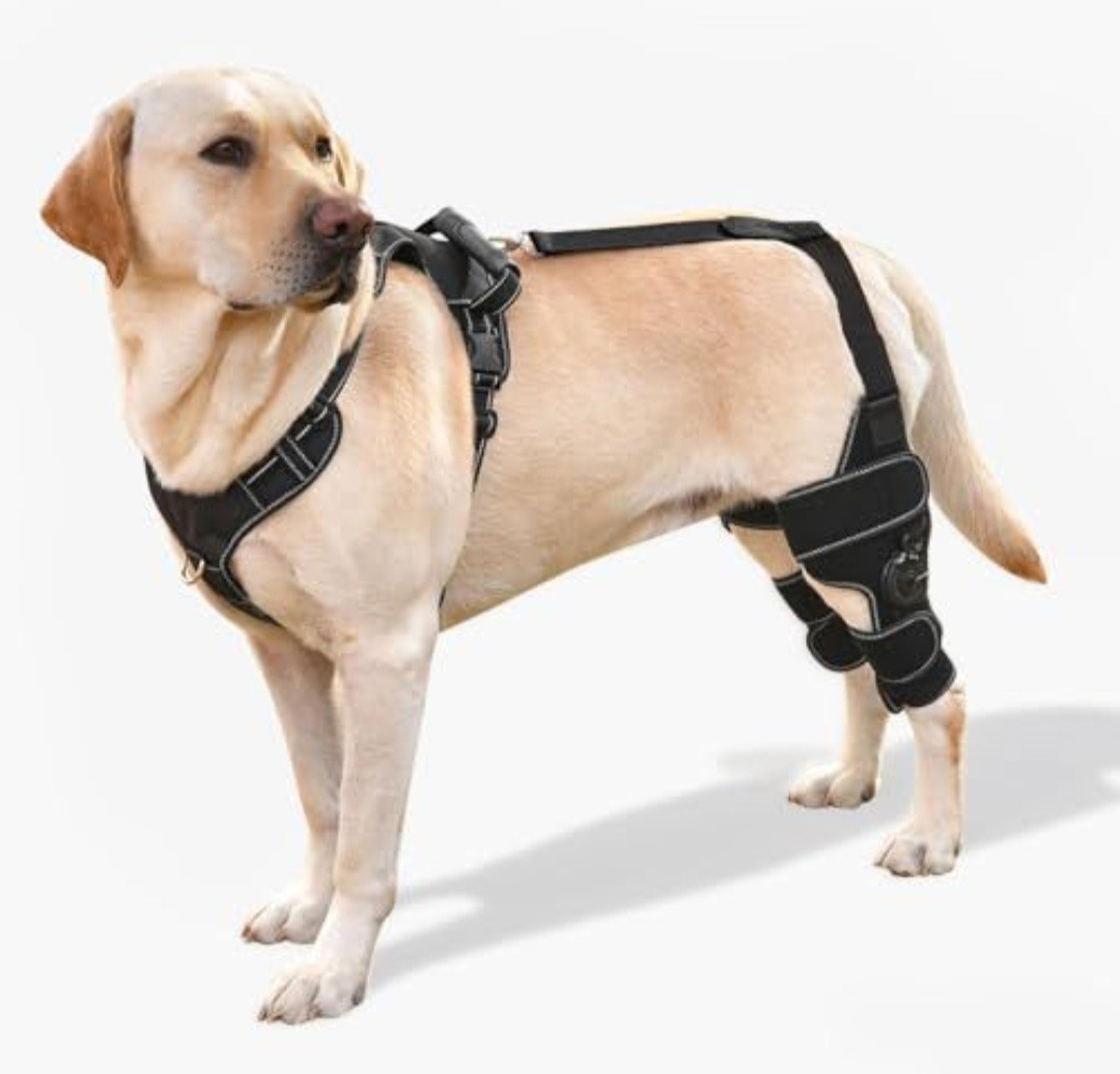 FurWell Dog Knee Brace ACL CCL Recovery Support Both Legs M