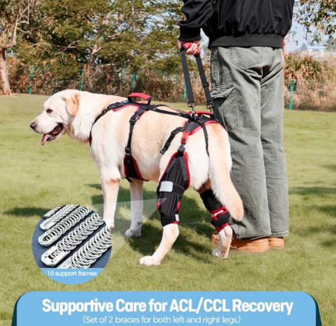 Lafoty Dog ACL CCL Knee Brace Set L Rear Leg Support w/ Handles Black