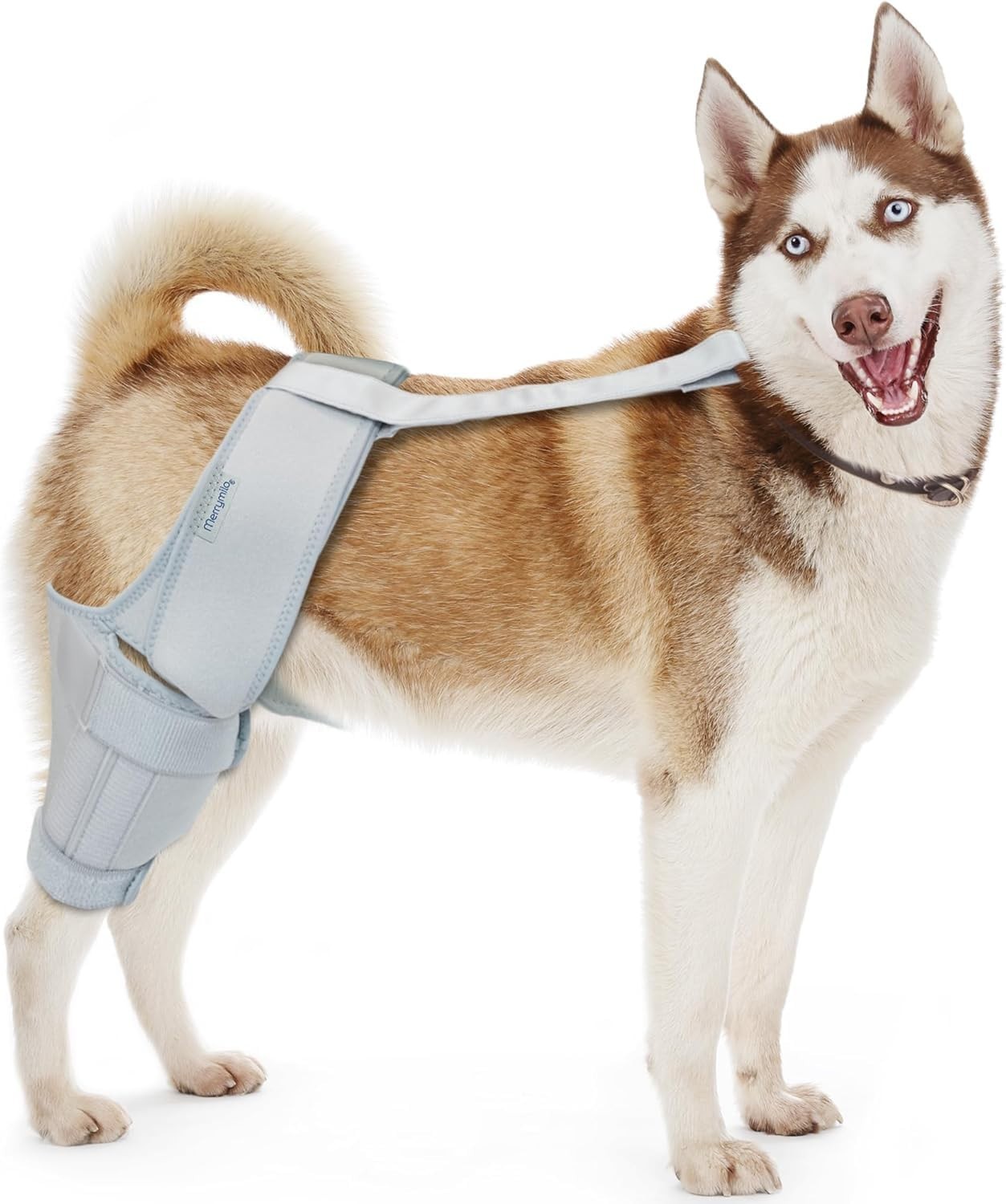Hind Leg Dog Knee Brace – ACL Support, Cruciate Ligament & Arthritis Relief, XL