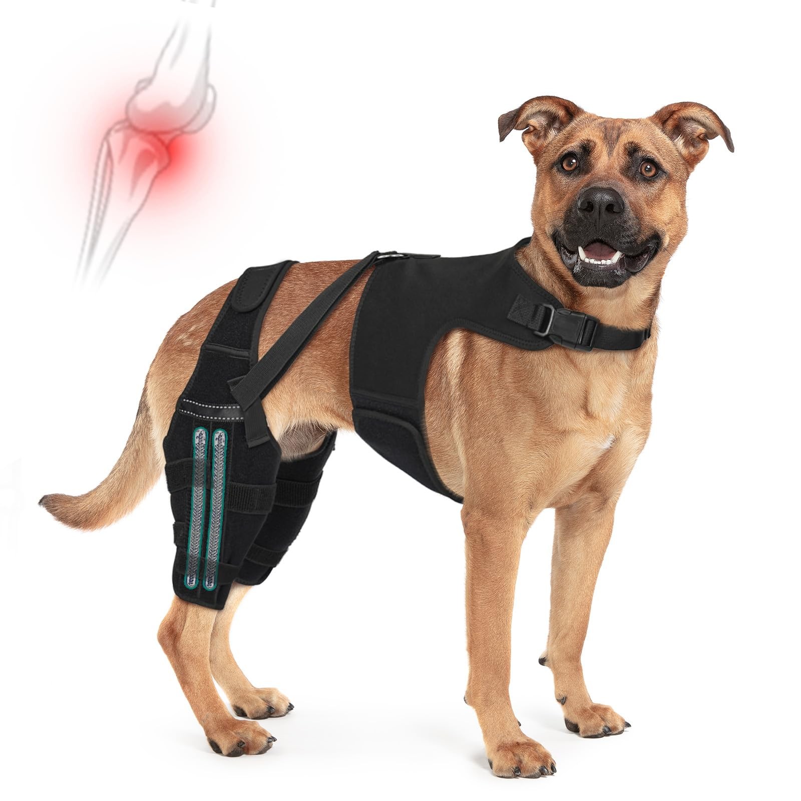 Dog Knee Braces for Torn ACL Hind Leg, Adjustable Joint Brace Non-Slip | Doub…