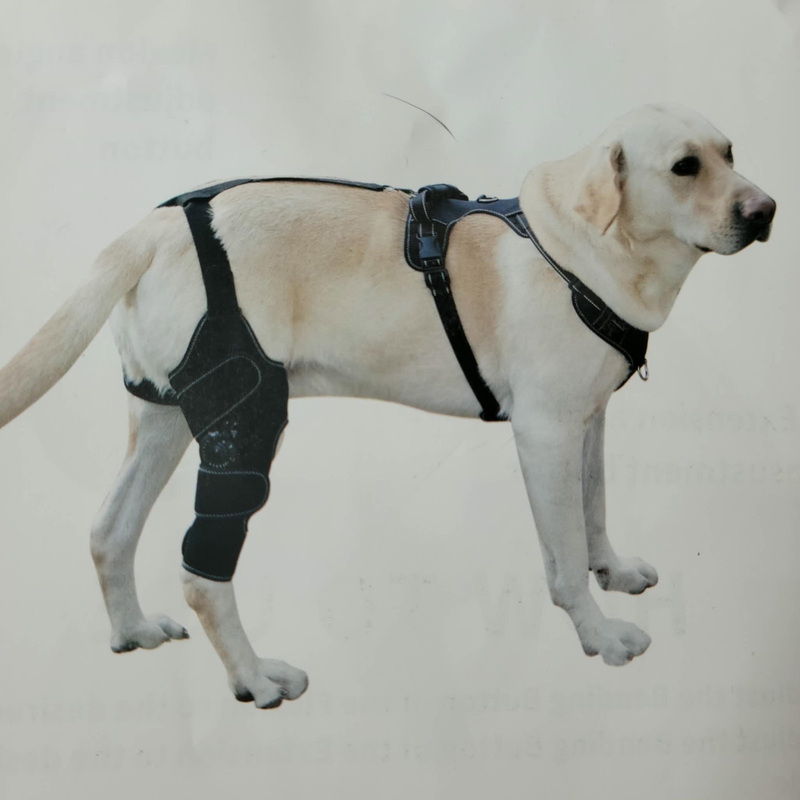 Furwell Dog Knee Brace with Adjustable Support – ACL & CCL Tear Recovery LARGE